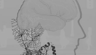 Sociedad Internacional para la Investigación del Autismo (INSAR).